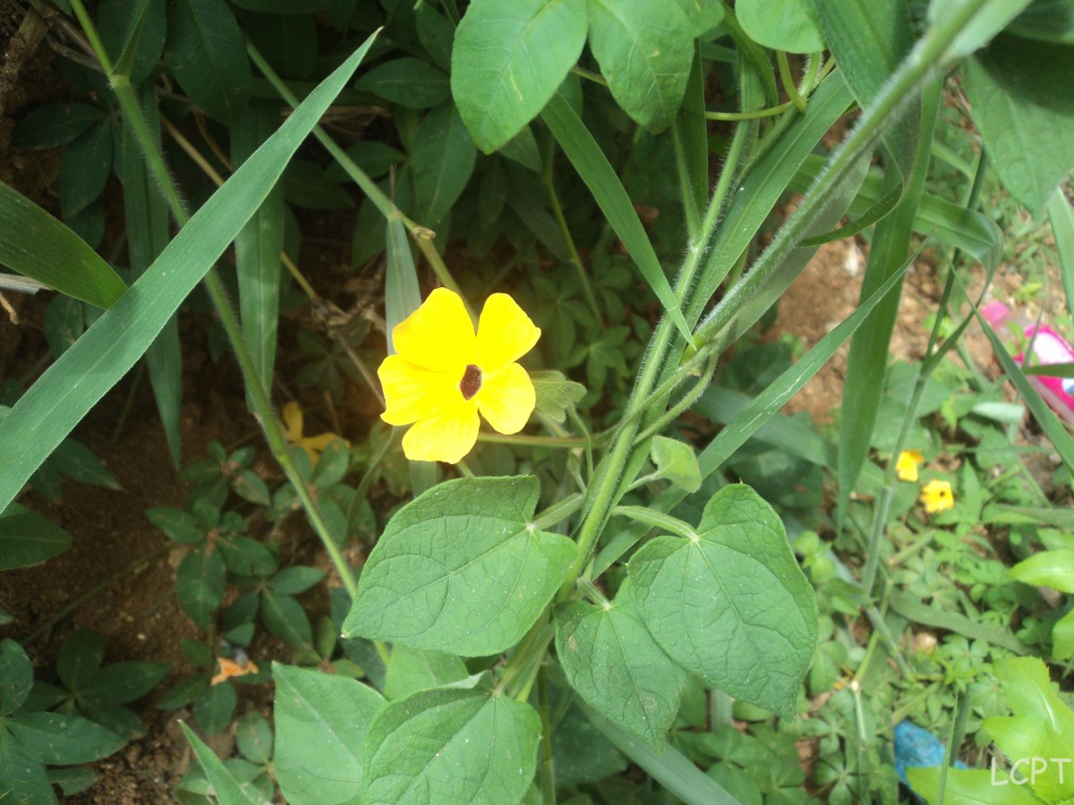 Thunbergia alata Bojer ex Sims